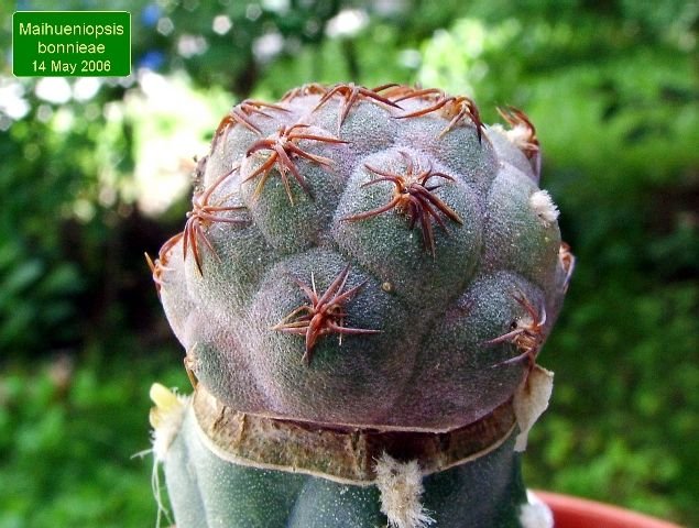 Maihueniopsis_bonnieae _02